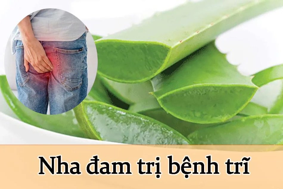 nha đam có đặc tính bảo vệ, nhanh chóng làm lành búi trĩ