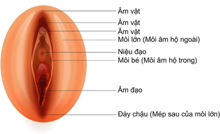 cấu tạo bộ phận sinh dục nữ