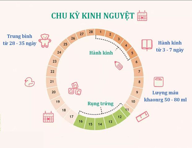 chu kỳ kinh nguyệt bình thường